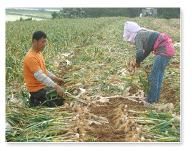 마늘수확사진